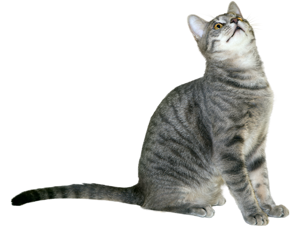 A cat looking up with a transparent background