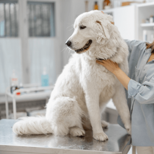 A person petting a large white dog