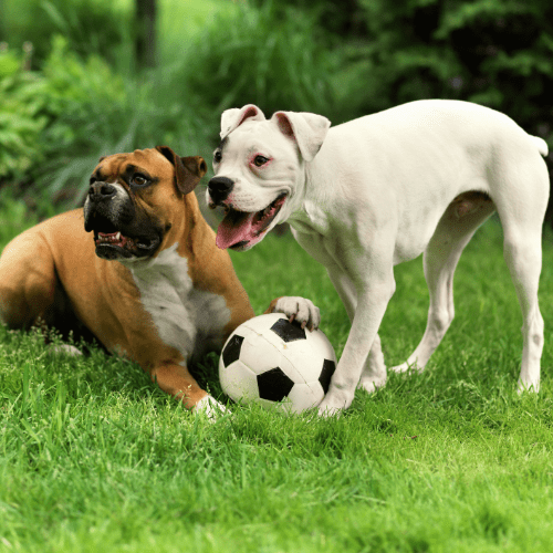 two dogs playing with a football ball