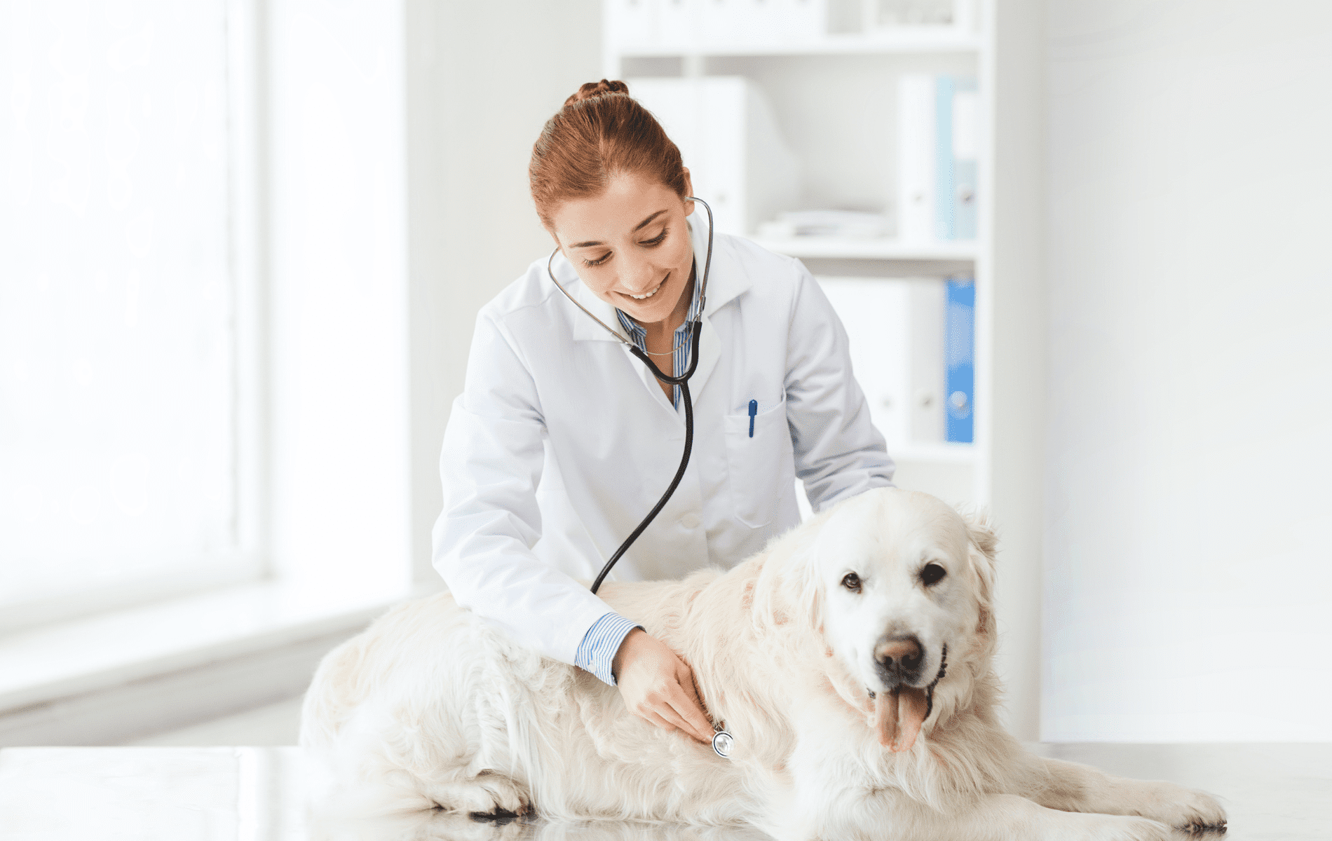 a person in a white coat with a stethoscope on a dog