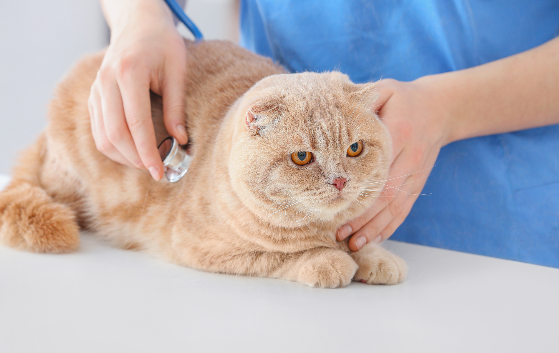 A person using a stethoscope to check the cat heartbeat