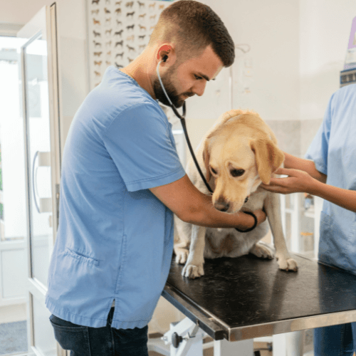 A person and person in scrubs examining a dog