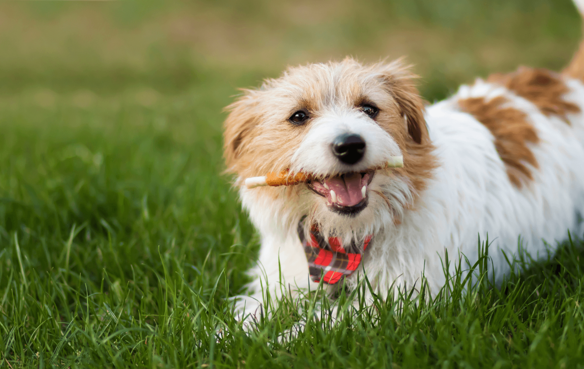 A dog lying in grass with a denta stick in its mouth