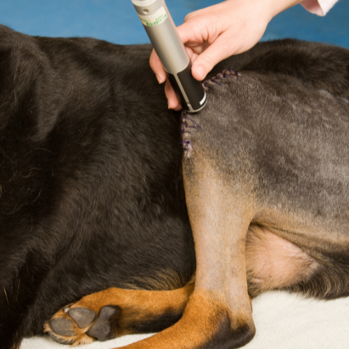 a person using an electronic device to remove a dog's fur