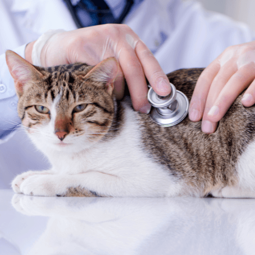 A person using a stethoscope to listen to a cat